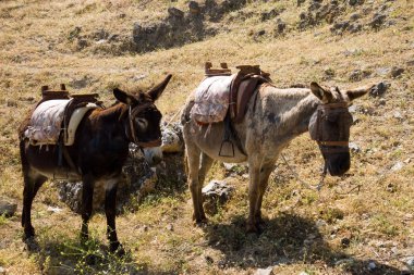 Eşek