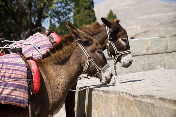 Eşek — Stok fotoğraf