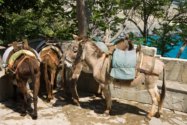 Eşek — Stok fotoğraf