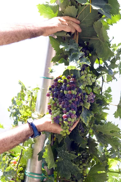 Gardener at vineyard — Stock Photo, Image