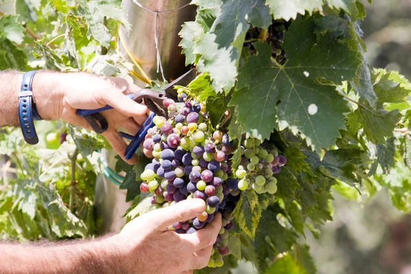 Gardener at vineyard — Stock Photo, Image