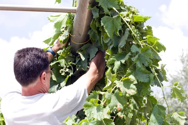 Gardener at vineyard — Stock Photo, Image