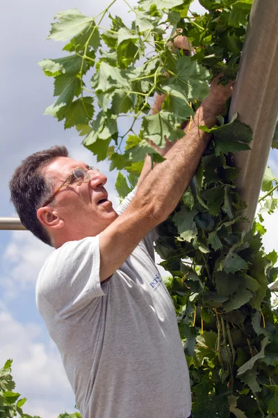 Jardinier au vignoble — Photo