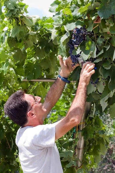 Jardineiro na vinha — Fotografia de Stock