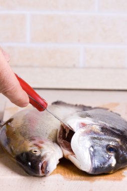 Şef bıçağı ile Çipura keser