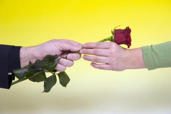 Man gives woman rose — Stock Photo, Image