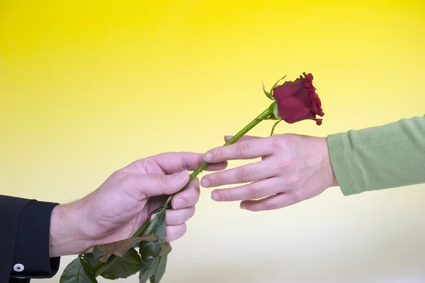 El hombre da rosa a mujer —  Fotos de Stock