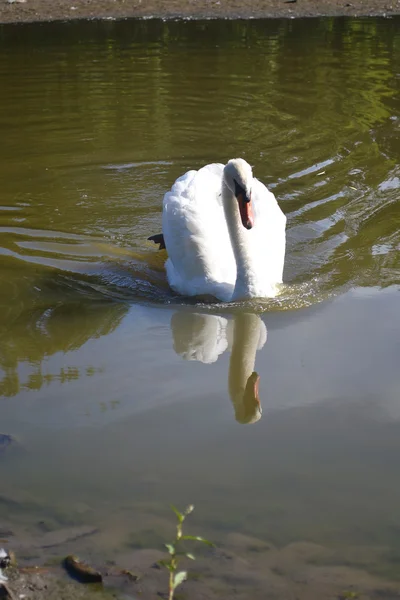 Cisne blanco en el lago . — Foto de Stock