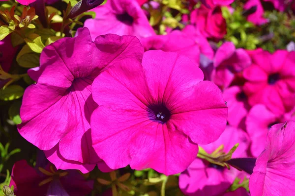 Closeup flower. — Stock Photo, Image