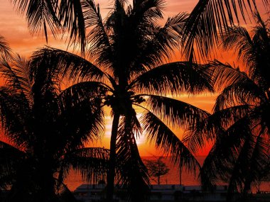 Günbatımı ile palm.