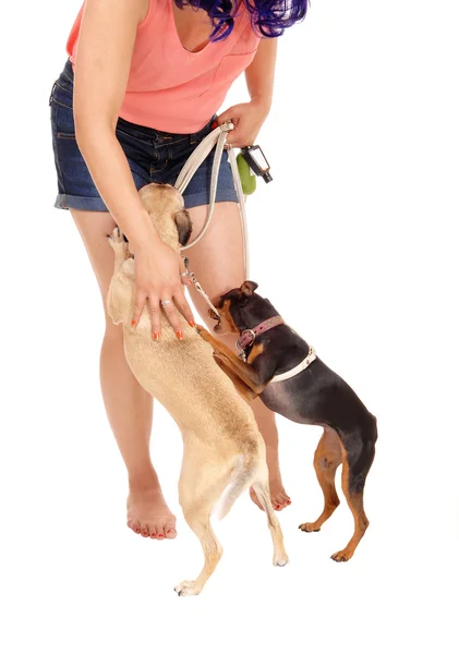 Frau tätschelt Hund. — Stockfoto