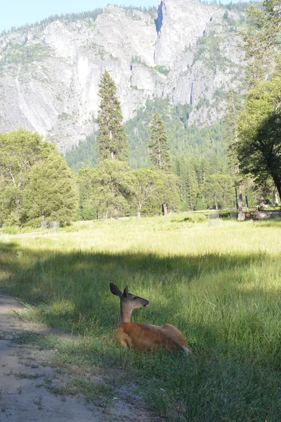 Yosemite Vadisi