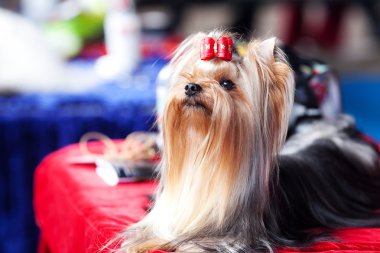 yorkshire korkunç bir masada oturan yay ile portresi