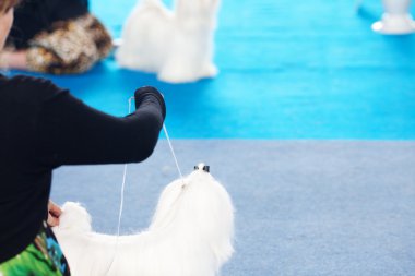 mavi zemin üzerinde tasmalı Yorkshire korkunç