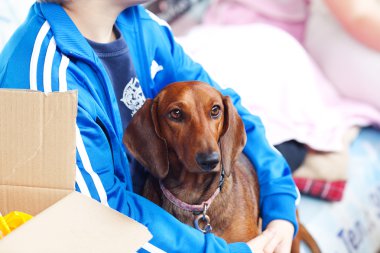 çocuğun elleri üzerinde oturan dachshund