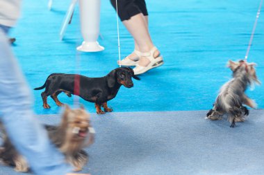 Dachshund ve yorkshire Terrier mavi zemin üzerinde