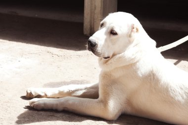 büyük beyaz köpek alabai portresi