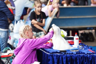 Samara, Rusya Federasyonu-Ağustos 26:russian Ulusal sergi tüm köpekler.