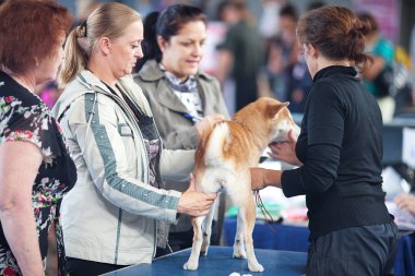 Samara, Rusya Federasyonu-Ağustos 26:russian Ulusal sergi tüm köpekler.