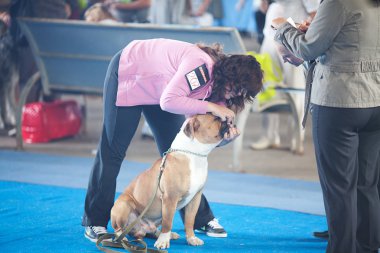 Samara, Rusya Federasyonu-Ağustos 26:russian Ulusal sergi tüm köpekler.