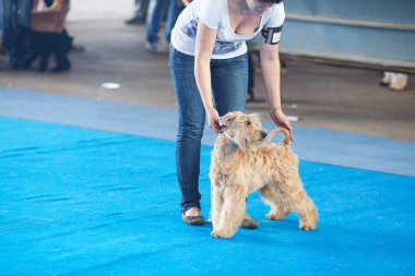 Samara, Rusya Federasyonu-Ağustos 26:russian Ulusal sergi tüm köpekler.