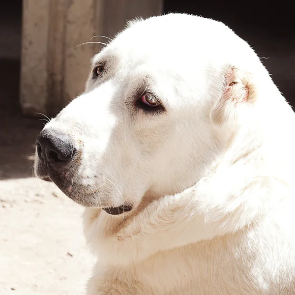 Portrett av en stor, hvit hund Alabai – stockfoto