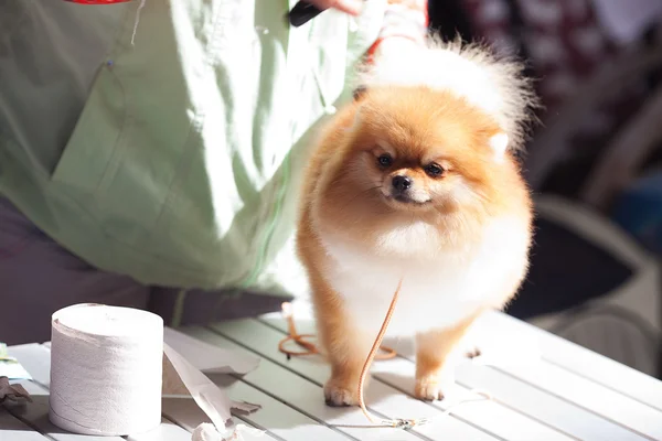 The woman combing Pomeranian spitz — Stock Photo, Image