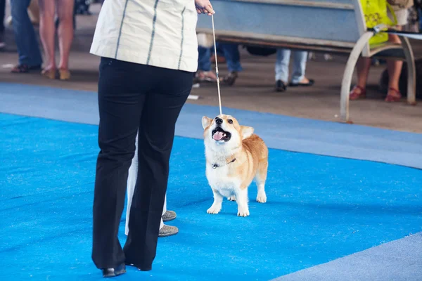 Corgi galês em uma coleira e seu proprietário — Fotografia de Stock