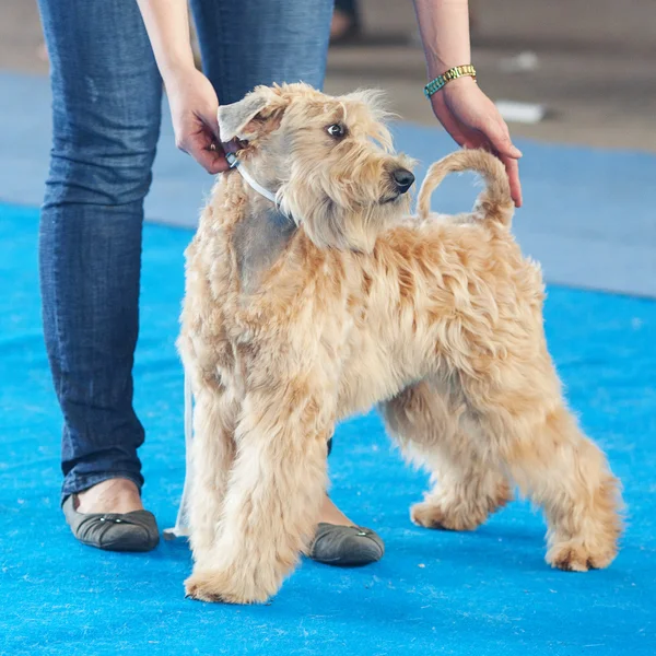 Wheaten Terier i ludzką ręką — Zdjęcie stockowe