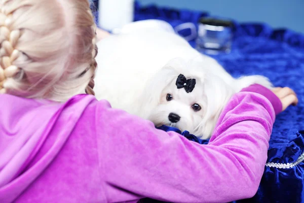 Porträtt av vita yorkshire terrier med en båge och en tjej — Stockfoto