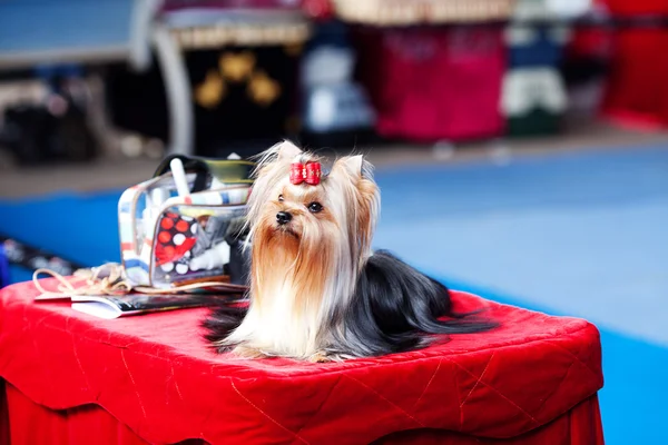 Portrait of Yorkshire terrier with bow sitting on a table — Stock Photo, Image