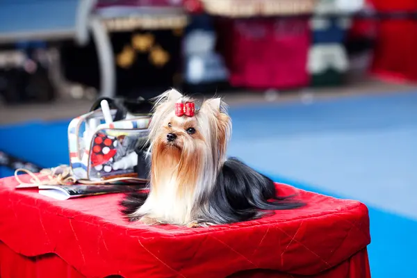 Portrait of Yorkshire terrier with bow sitting on a table — Stock Photo, Image