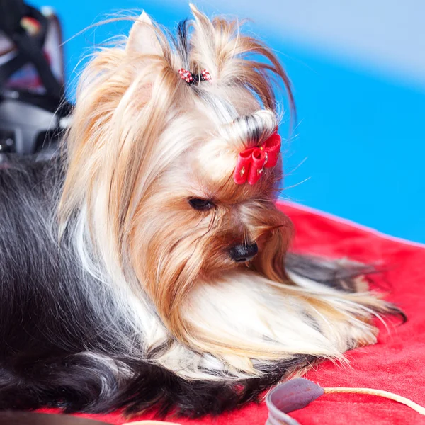 Ritratto di Yorkshire terrier con fiocco seduto su un tavolo — Foto Stock