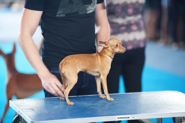 Spielzeug-Terrier auf einem Tisch in der Nähe des Besitzers — Stockfoto