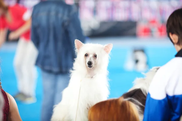 Çince Tepeli Köpek arka planını portresi — Stok fotoğraf