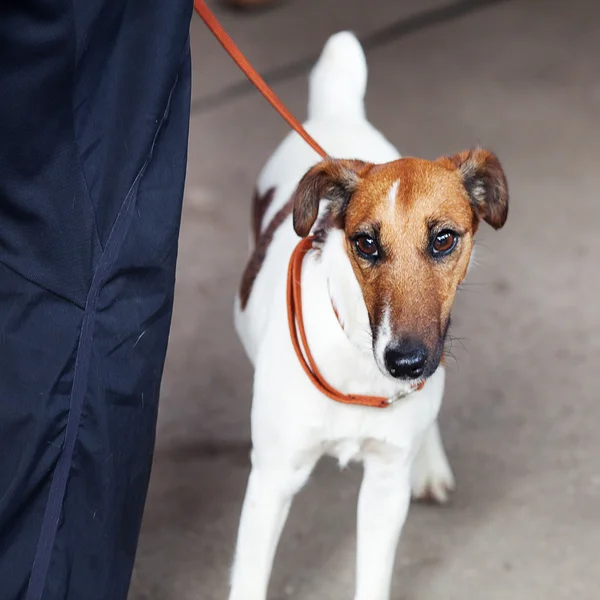 Retrato de Parson Terrier de pé perto do proprietário — Fotografia de Stock