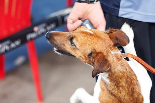 Parson Terrier em uma trela ao lado de seu proprietário — Fotografia de Stock