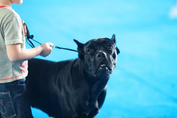 Cane Corso kutya pórázon tartja fiú — Stock Fotó