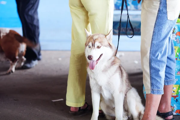 Siberian husky i jego właściciela — Zdjęcie stockowe