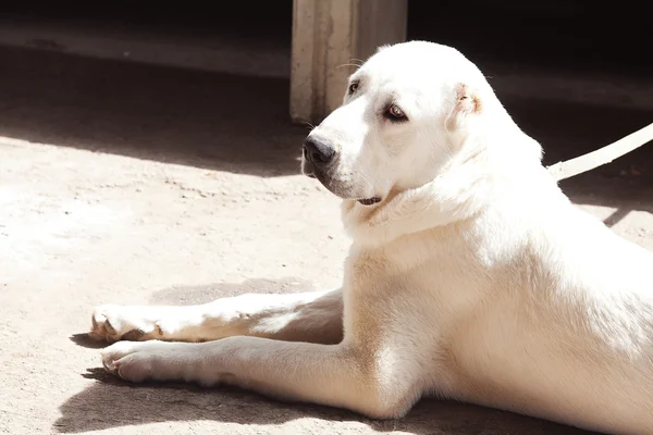 Portret duży biały pies Owczarek środkowoazjatycki — Zdjęcie stockowe