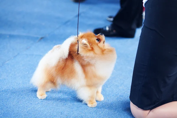 Spitz da Pomerânia no chão azul e pernas humanas — Fotografia de Stock