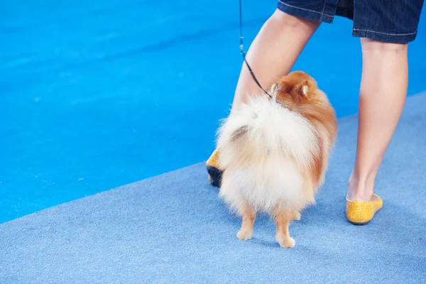 Pomeranian spitz στο μπλε πάτωμα και ανθρώπινη πόδια — Φωτογραφία Αρχείου