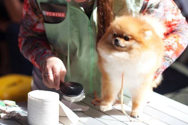 The woman combing Pomeranian spitz — Stock Photo, Image