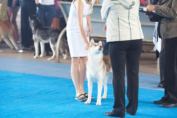 Siberian husky and its owner — Stock Photo, Image