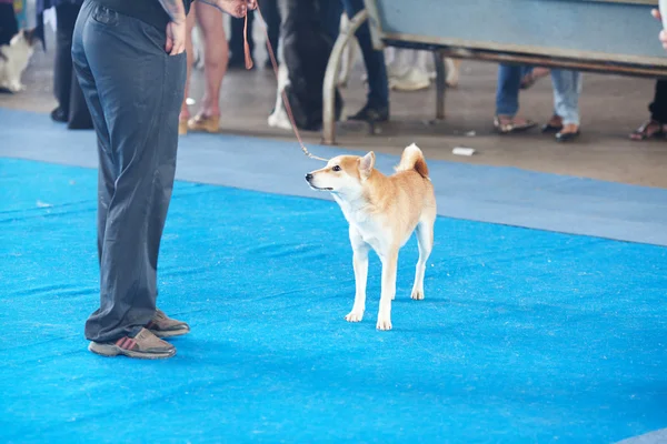 Shiba inu na dnie niebieski z jego właścicielem — Zdjęcie stockowe