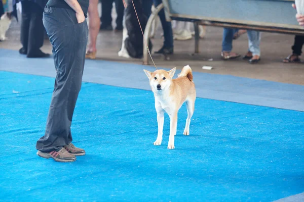 Shiba Inu en el piso azul con su dueño —  Fotos de Stock