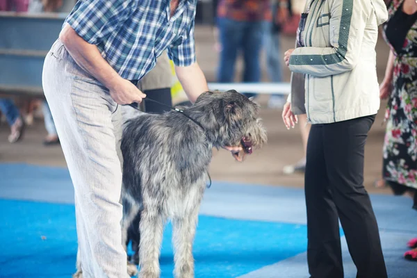 Herder met zijn eigenaar — Stockfoto