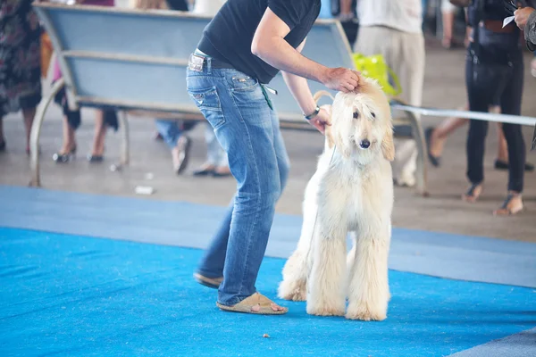 Afghaanse windhond met zijn eigenaar — Stockfoto