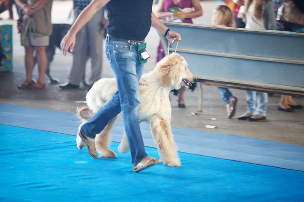 Afghan Hound with his owner — Stock Photo, Image