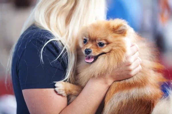 Pomeranian spitz at the hands of women — Stock Photo, Image